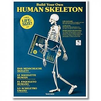 Esqueleto Humano Personalizable - Incluye piezas desmontables, articulaciones móviles, material de alta calidad, tamaño realista y base para exhibición