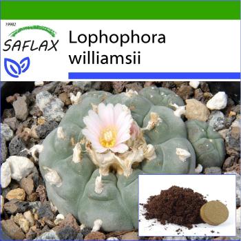 SAFLAX - Peyote - 20 semillas - con substrato para mejor cultivo - Lophophora williamsii