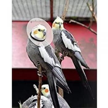 KONG Bird E-Collar, 3.25-3.5 Small/8 Large