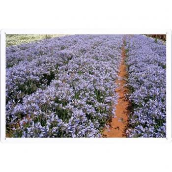 Metal cartel Cartel de chapa Hojalata sesión Flower Tin Sign Agapanthus Flowers Field Rows Sunny Trail 37444 Retro Vintage Pared Decoración by hamgaacaan