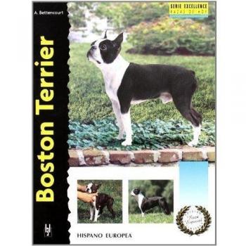 Boston Terrier