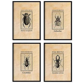 Pack de Láminas Vintage de Escarabajos - Pósters de Insectos en Estilo Grabado y Tonos Sepia - Decoración Interior Tamaño A3