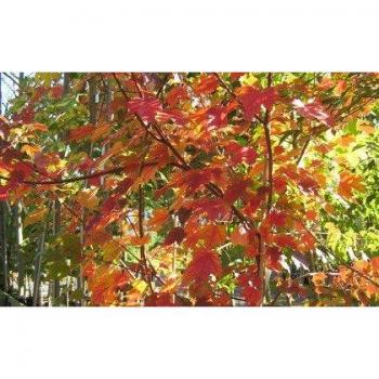 Rojo Arce - Acer Rubrum - 1 Paquete de 25 semillas - Decorativa árbol - Bonsái