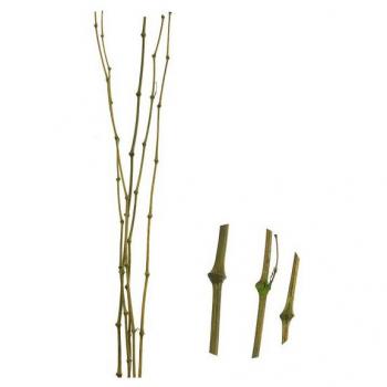 Caña de Bambú Verde Juego de 5 - Material Natural