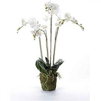 Orquídea artificial Esmeralda con musgo blanca 90 cm 20.355