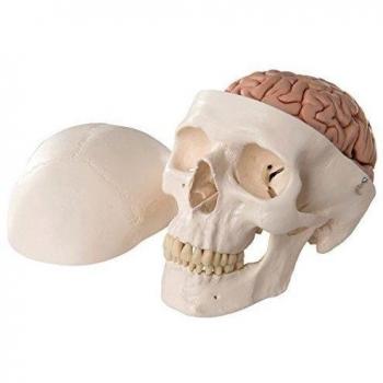 3B Scientific A20/9 Cráneo Clásico Con Cerebro, 8 Partes