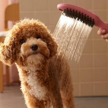 Hansgrohe Dog Shower Rosa 150 3jet