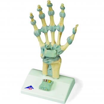 3B Scientific M33 Modelo de anatomía humana Modelo del Esqueleto de la Mano Con Ligamentos y Túnel Carpi + software de anatomía gratuito - 3B Smart Anatomy
