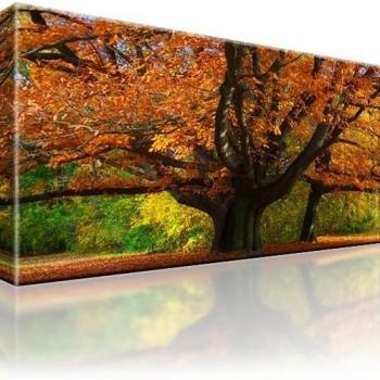 Diseño de Parque de bosque de otoño de arte, 1-Teilig: 80x45 cm