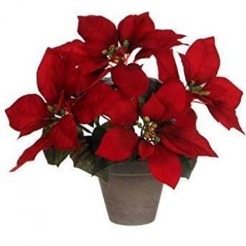 Poinsettia roja en maceta gris 27x35cm