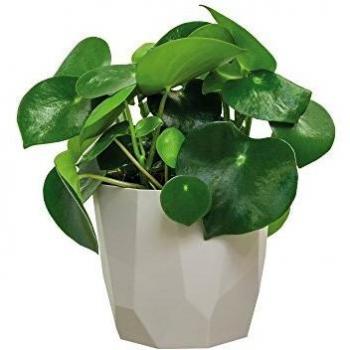 Elho B.for Rock Maceta, Warm Grey, 14 cm
