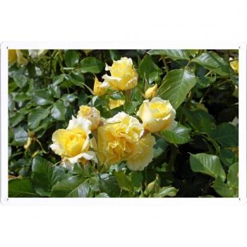 Metal cartel Cartel de chapa Hojalata sesión Flower Tin Sign Roses Flowers Yellow Garden Shrub Herbs 41286 Retro Vintage Pared Decoración by hamgaacaan