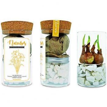 Garden Pocket - Kit INTERIOR NARCISOS solo Agua