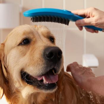 Hansgrohe Sky Blue 3-Spray Dog Shower with Quick Connect and 1.75 GPM Flow Rate