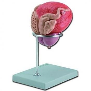Gima 40090 - Vejilla anatómica macho con próstata
