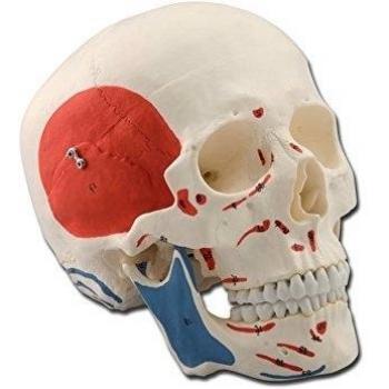 Gima 40163 Modelo cráneo humano, 3 partes, músculos, paquete de 1 unidad