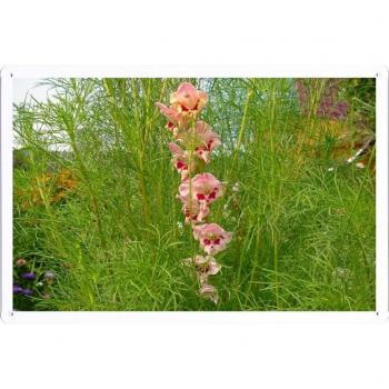 Metal cartel Cartel de chapa Hojalata sesión Flower Tin Sign Gladiolus Flower Herb Garden Flowerbed 23560 Retro Vintage Pared Decoración by hamgaacaan