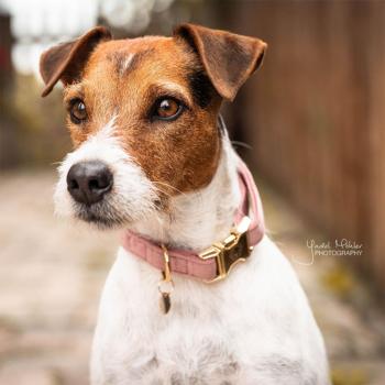 Collar para perro Kentucky Dogwear Velvet Azul Claro 25-38 cm Unisex