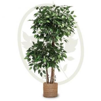 Planta Artificial Ficus MAIA SHOP - Árbol Decorativo 2 Copas, Realista, Disponible en Alturas de 105 cm, 150 cm, 180 cm y 190 cm para Hogar y Oficina
