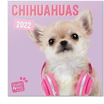 Calendario Studio Pets Chihuahuas 2022 - Calendario perros - Calendario 2022 pared - Calendario pared animales | Calendario mensual - Producto con licencia oficial