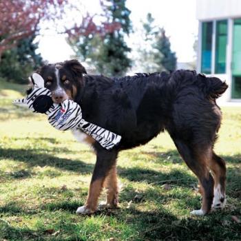 KONG No-Stuff Zebra Wubba Dog Toy