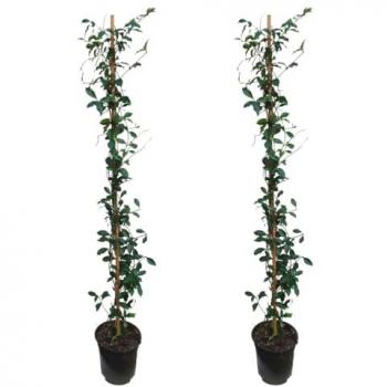Juego de 2 Trachelospermum 'Duchas Rosas' - Jazmín - ⌀17cm - Altura 110-120cm