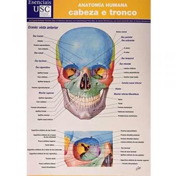 Anatomia humana. cabeza e Tronco