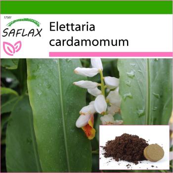 SAFLAX - Cardamomo - 20 semillas - Con sustrato para mejor cultivo - Elettaria cardamomum