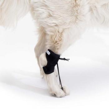 Corrector Propioceptivo Ortocanis para Perros con Lesión de Nervio Ciático, Mielopatía y Lesiones de Columna - Talla M