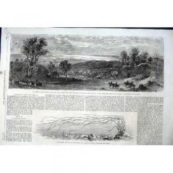Zostera 1862 de Waitemata Tamaki Nueva Zelanda del Támesis del Brazo De Mar [Cocina y Hogar]