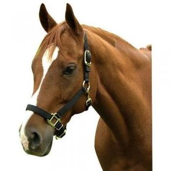 Intrepid International - Halter de Caballo de Nailon, 1ZAS35BK, Negro, Yearling