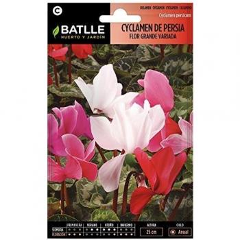 Cyclamen PERSIA Variado
