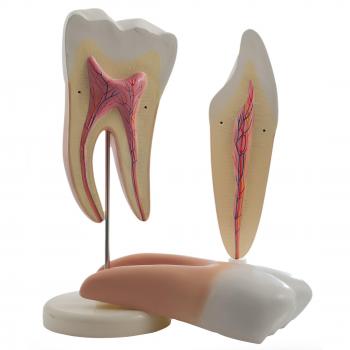 HeineScientific Modelo diente desmontable