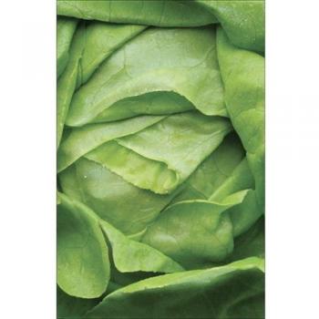 Calcomanía Decorativa de Refrigerador y Lavavajillas Lechuga Crujiente Verde 75 cm x 49 cm