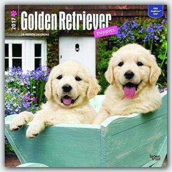 Golden Retriever Puppies - Golden Retriever - Welpen 2017 - 18-Monatskalender mit freier DogDays-App: Original BrownTrout-Kalender]