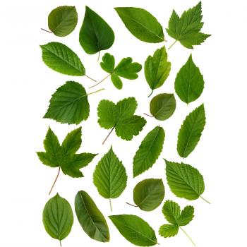 Plage Decoración Mural Adhesiva con Diseño Hojas Verdes, Vinilo, 48x3x68 cm