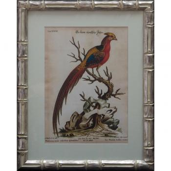 Dósfer 22512 - Cuadro decorativo, Pájaros S.XIX, 45 x 56 cm
