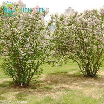20 Semillas Las partículas Bonsai lila Semillas Hogar y jardín Wisteria árbol de la flor de interior / exterior Plantas perenne floreciente ornamental
