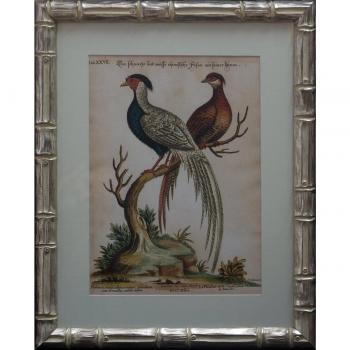 Dósfer 22511 - Cuadro Decorativo, Pájaros S.XIX, 45 x 56 cm