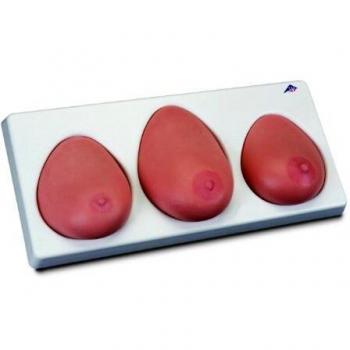 3B Scientific L55 Modelo Para la Palpación de Mama, Tres Mamas Con Soporte