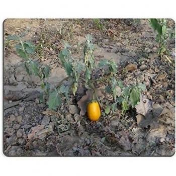 Liili Mouse Pad Brinjal Eggplant Ripe Vegetable Natural Rubber Material Image 272645 by Liili