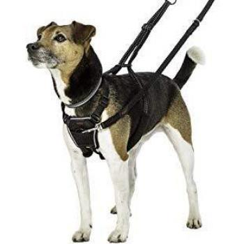 Halti No-Pull Dog Harness, Small, Black / Red