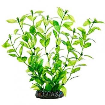 Hobby Planta Hygrophilia