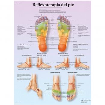 3B Scientific VR3810L Impreso En Papel, Reflexoterapia Plantar