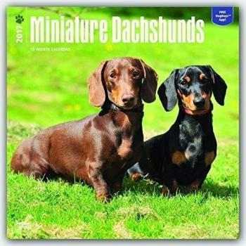Miniature Dachshunds - Zwergdackel 2017 - 18-Monatskalender mit freier DogDays-App: Original BrownTrout-Kalender