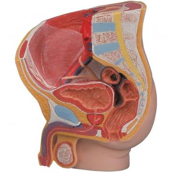 3B Scientific MAH11 Pelvis Masculina Medart