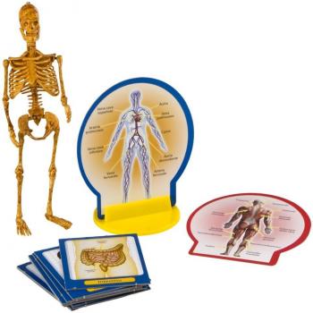 Pequeño Genio - Descubre el Cuerpo Humano - Juego Educativo Científico