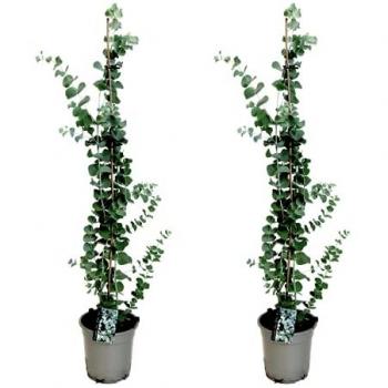 Eucalipto Rustique en Caja x2 - Maceta 19cm - Altura 100-110cm