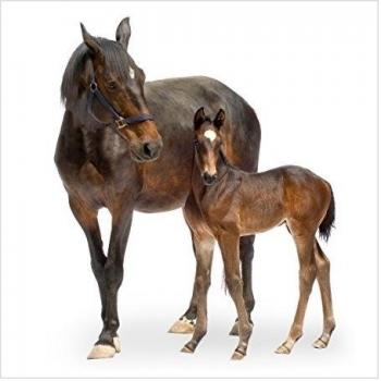 Bilderwelten Fotomural Premium - Trakehner mare & foal - Mural cuadrado papel pintado fotomurales murales pared papel para pared foto 3D mural pared barato decorativo, Dimensión Alto x Ancho: 336cm x 336cm