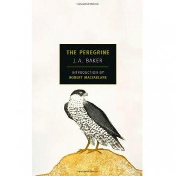 Peregrine